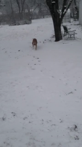 Dog Running GIF - Dog Running Winter GIFs