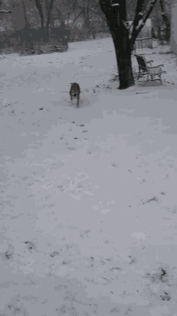 a brown dog is running in the snow with a white collar