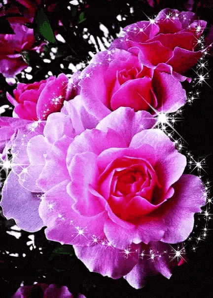 a bunch of pink roses on a dark background