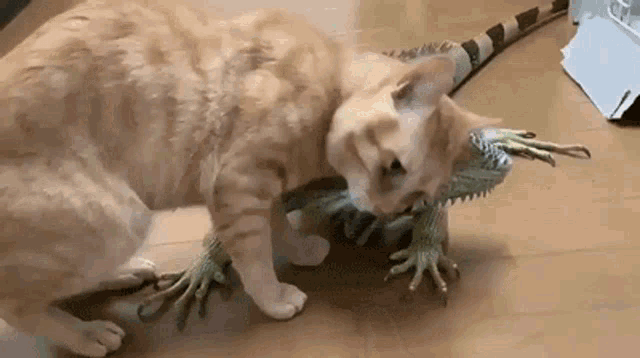 Kitty Cat GIF - Kitty Cat Iguana GIFs