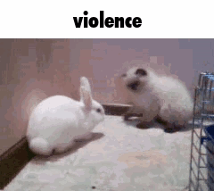 Cat Bunny GIF - Cat Bunny Violence GIFs