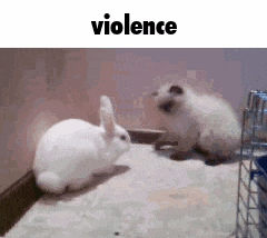 a white rabbit and a kitten are standing next to each other on a table .