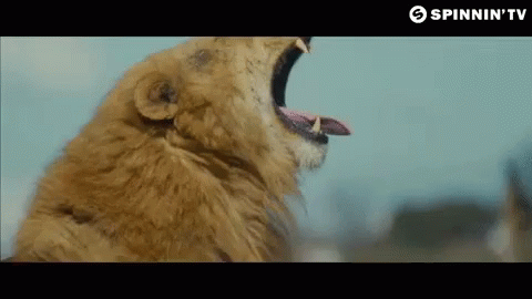Spinnin Tv Lion GIF - Spinnin Tv Lion Roar GIFs