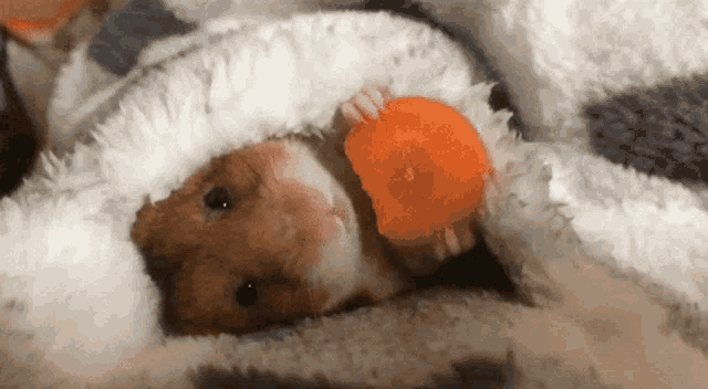 a hamster is wrapped in a blanket holding a carrot