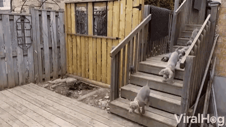 Puppies Downstairs GIF - Puppies Downstairs Dinner Time GIFs
