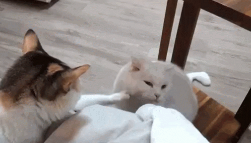 Therethere Cats GIF - Therethere Cats Dontworry GIFs
