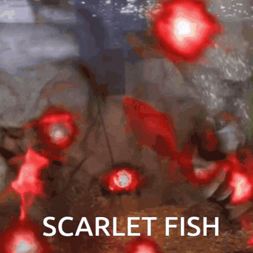 a scarlet fish is swimming in a tank with red lights around it