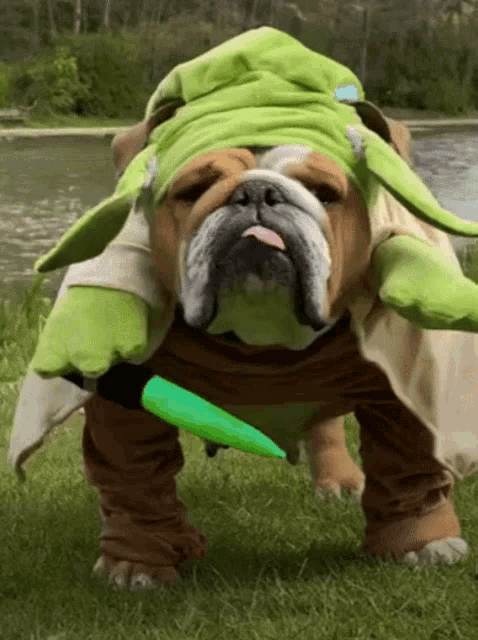 Yoda Pug GIF - Yoda Pug Pet GIFs