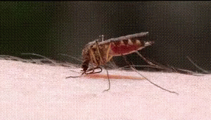 Mosquito Bite GIF - Mosquito Bite GIFs