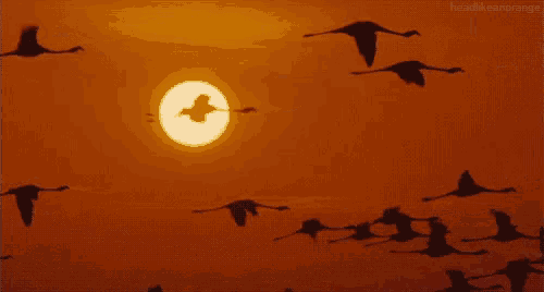 a flock of flamingos flying in the sky at sunset with the sun behind them