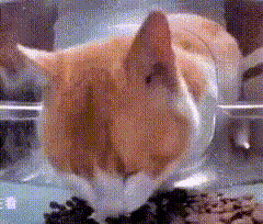 a close up of a cat looking at something