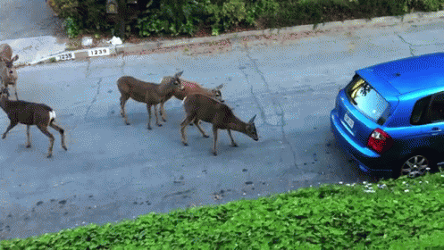 Deer In The Suburbs Meets Cat GIF - Cat Deer Suburbs GIFs