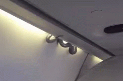 Snake On Aeromexico Flight GIF - Snakes On A Plane Aero Mexico Flight GIFs