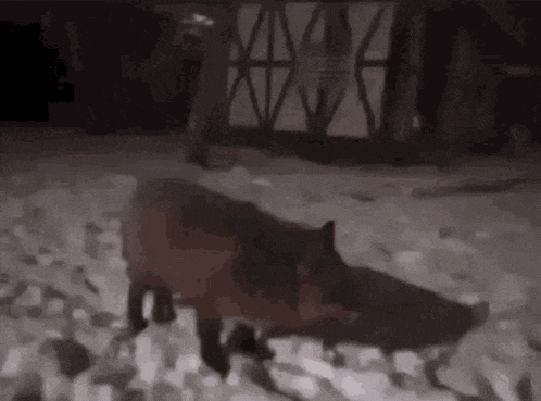 a black and white photo of a fox walking through the snow .