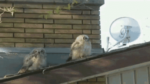 Owl Pooping Owl GIF - Owl Pooping Owl GIFs