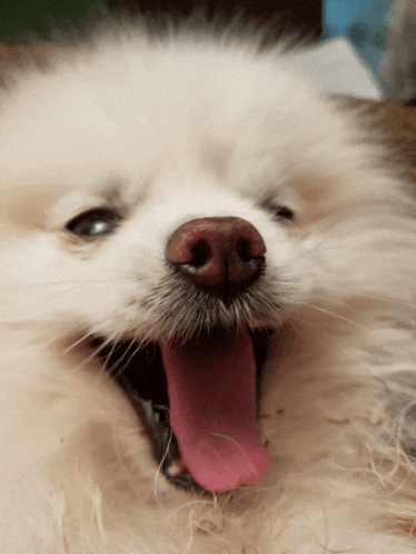 Barkie Singing Pomeranian Teacup Dog Puppy Cute Howling Yawning GIF - Barkie Singing Pomeranian Teacup Dog Puppy Cute Howling Yawning GIFs