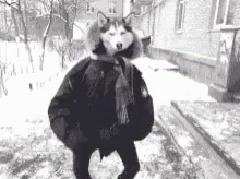 Funny A Nimals Snow Day GIF - Funny A Nimals Snow Day Dogs GIFs
