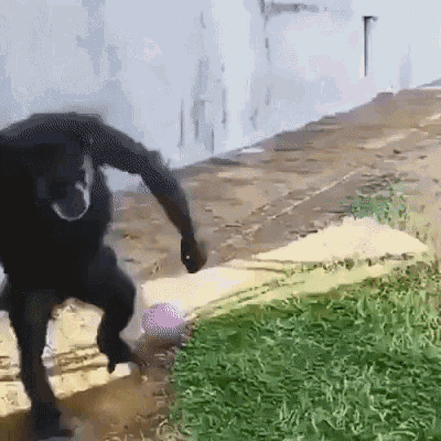 Chimp Chimpanzee GIF - Chimp Chimpanzee Football GIFs