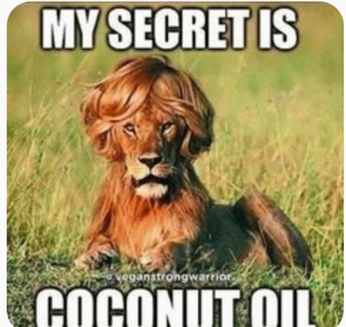 My Lion Found My Hair Products GIF - My Lion Found My Hair Products GIFs