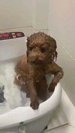 a brown poodle is sitting in a bathtub with water