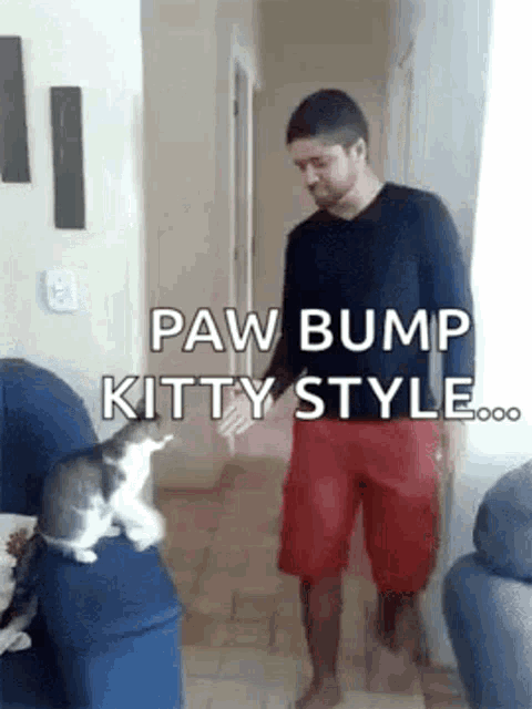 Kitty Gif Kitty Fist Bump GIF - Kitty Gif Kitty Fist Bump Awesome Kitty Fist Bump GIFs