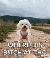 a small white dog is standing on a dirt road and looking at the camera .