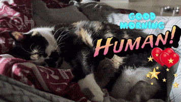a calico cat is laying on a bed with the words good morning human