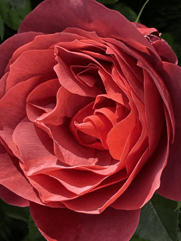 a close up of a red rose with green leaves behind it
