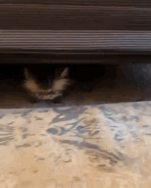 a cat is peeking out from under a carpet