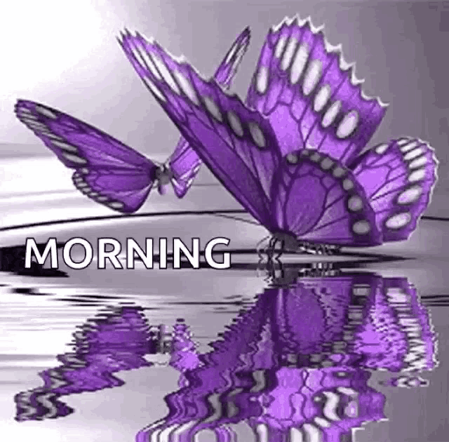 two purple butterflies are sitting on top of a body of water with the words `` morning '' written above them .