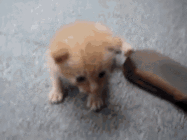 Did You See What I Did?! GIF - Cat Roll Over Cute GIFs