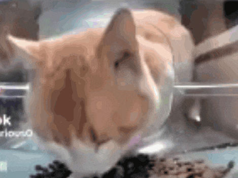 a close up of a cat eating from a bowl with the word ok on it