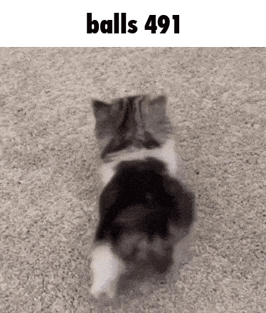 a black and white cat is walking on a carpet with the words `` balls 491 '' written above it .
