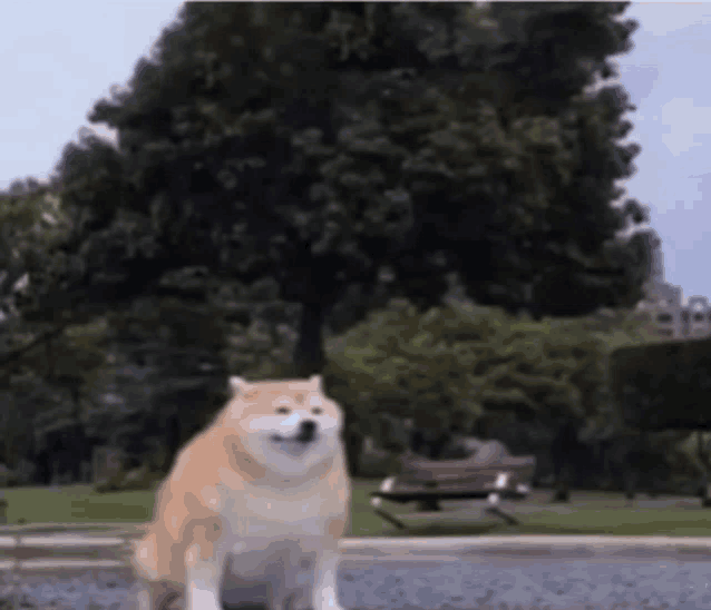 a dog is sitting in a park with a tree in the background