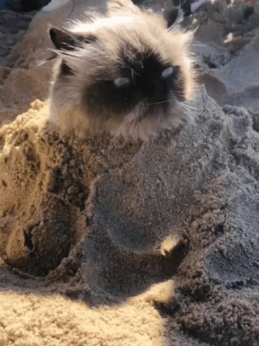 Funny Cat Beach GIF - Funny Cat Beach Summer GIFs