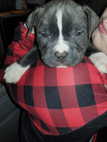 a person wearing a plaid shirt is holding a small puppy
