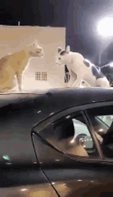 two cats are standing on the roof of a car .