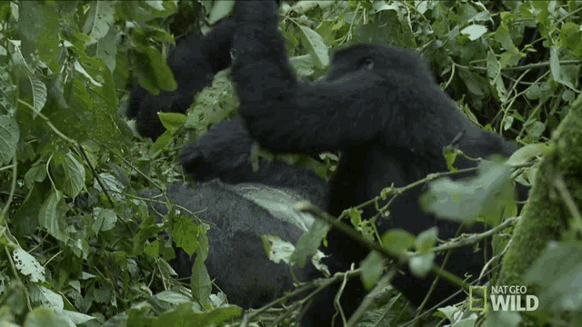 Drag A Branch Mojo GIF - Drag A Branch Mojo A Hard Life For A Gorilla GIFs