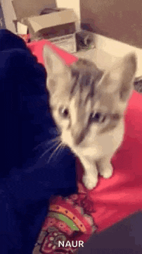 a kitten is sitting on a red pillow and looking at the camera .