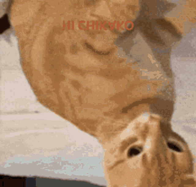 a cat is upside down and says hi chikvko on the bottom right