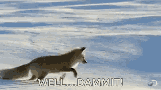 a fox is running through the snow with the words `` well ... dammit '' written next to it .