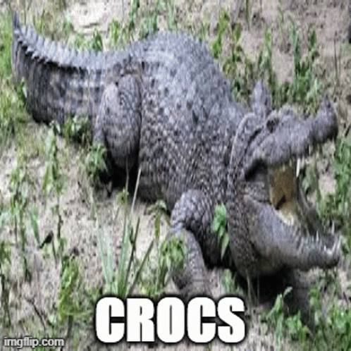 Crock Crocodile GIF - Crock Croc Crocodile GIFs