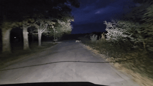 a dog is walking down a dirt road in the dark