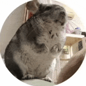 a chinchilla is sitting on its hind legs in a circle and looking at the camera .