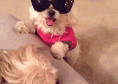 a small white dog wearing sunglasses and a red shirt is standing on a couch .