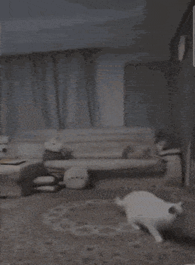 a dog is playing in a living room with a couch and pillows