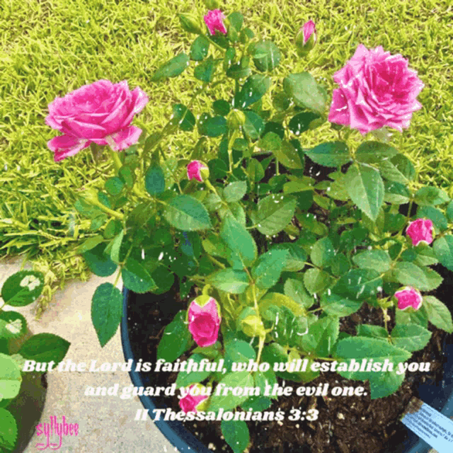 pink roses in a pot with a bible verse