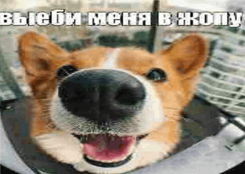 a close up of a dog 's face with its mouth open and a foreign language written on it .