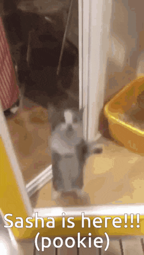 a cat is standing in front of a door with the words sasha is here ( pookie ) written on it