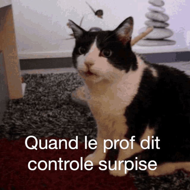 a black and white cat with the words quand le prof dit controle surprise written below it